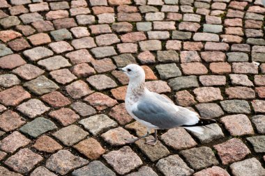 Finlandiya. Helsinki. Helsinki 'deki iskelede bir kuş. 16 Eylül 2018