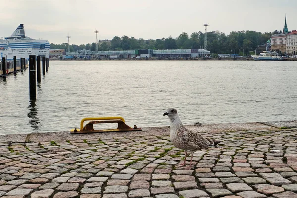 フィンランドだ ヘルシンキ ヘルシンキの桟橋にある鳥 2018年9月16日 ストックフォト