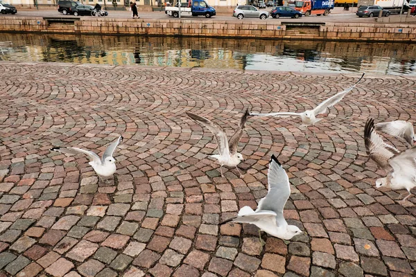 Finland Helsinki Vogel Pier Helsinki September 2018 Stockfoto