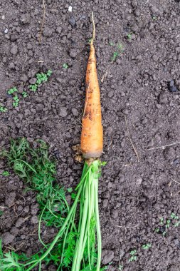 Bir demet taze havuç ve yerde yeşillikler. Yeryüzünün arka planına karşı tarlada yıkanmamış büyük, sulu bir havuç. Yaklaş..
