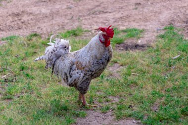 Bir Dunghill horoz seçici odak ile sıcak renklerde Parlak Yatay yakın çekim portre görüntüsü (horoz, Gallus, ortak horoz, ahır horoz)