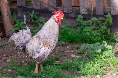 Bir Dunghill horoz seçici odak ile sıcak renklerde Parlak Yatay yakın çekim portre görüntüsü (horoz, Gallus, ortak horoz, ahır horoz)