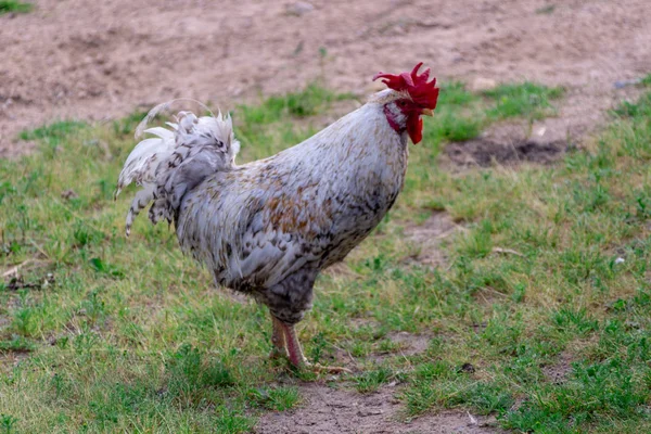 Bir Dunghill horoz seçici odak ile sıcak renklerde Parlak Yatay yakın çekim portre görüntüsü (horoz, Gallus, ortak horoz, ahır horoz)