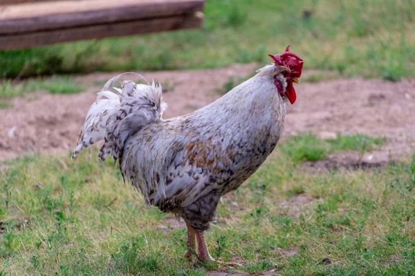 Bir Dunghill horoz seçici odak ile sıcak renklerde Parlak Yatay yakın çekim portre görüntüsü (horoz, Gallus, ortak horoz, ahır horoz)