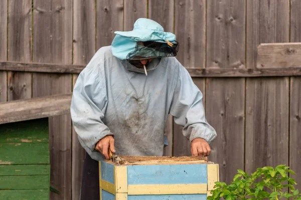 Arı yetiştiricisi bal topluyor. Arıcılık konsepti.
