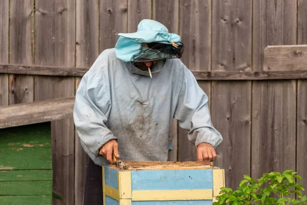 Beekeeper working collect honey. Beekeeping concept. — Stock Photo, Image