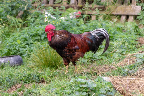 Bright Horizontal close-up portrait image in warm colors with selective focus of a Dunghill cock (rooster, Gallus, common cock, barnyard cock) — Stock Photo, Image