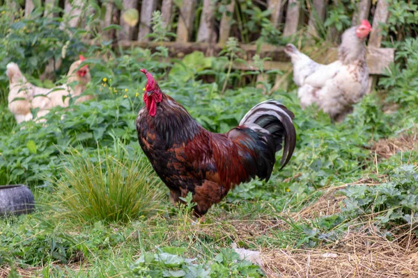 Rooster and Chickens. Free Range Cock and Hens — Stock Photo, Image