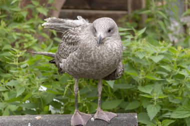 Pigme Karabatak (Phalacrocorax pygmaeus) yeşil arka plan, Hahula İsrail izole şube - Resim