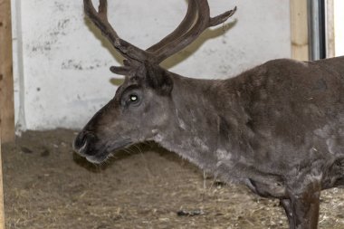 Onun çevre İskandinavya Kuzey iç geyik