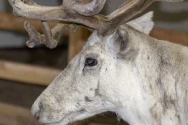 Onun çevre İskandinavya Kuzey iç geyik