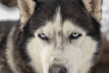 Mavi gözlü Gri Yetişkin Sibirya Husky Köpek portresi