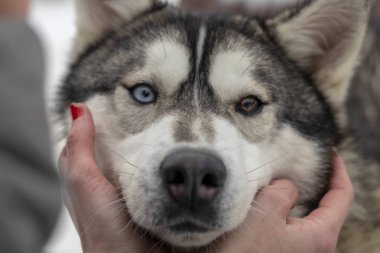 Güzel Husky köpek bakıyor, çok renkli gözler Husky. Yakın çekim