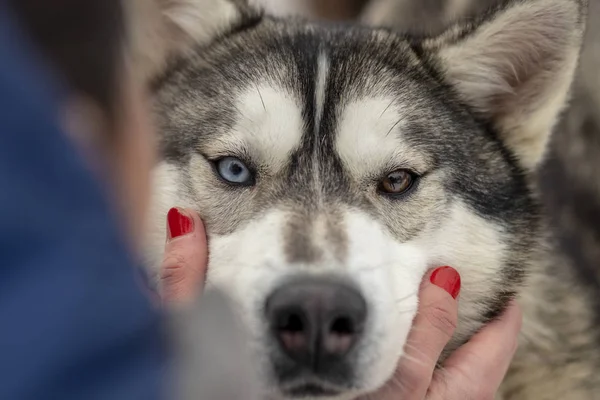 Beautiful husky dog looking up, multi colored eyes husky. Close up