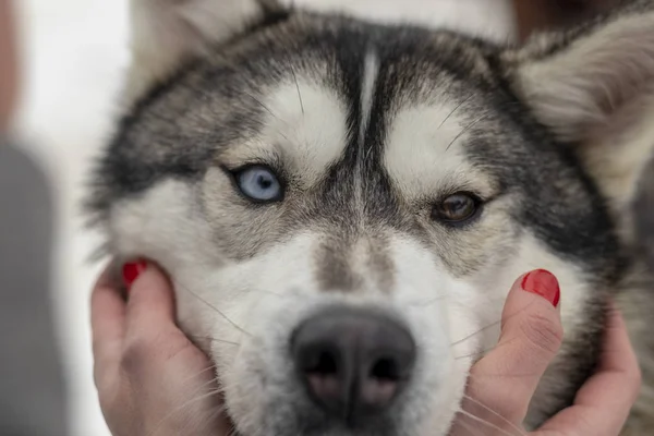 Beautiful husky dog looking up, multi colored eyes husky. Close up