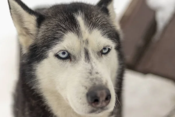 Retrato de perro Husky siberiano adulto gris de ojos azules de cerca — Foto de Stock