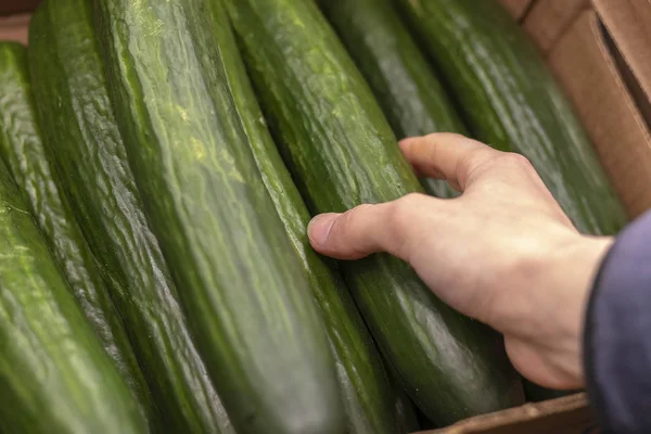 Kadın el süpermarkette cucumer seçimi