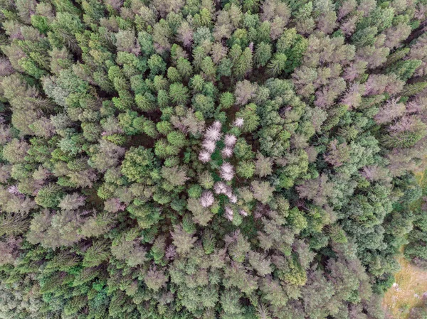 View of the summer forest from the drone — Stock Photo, Image