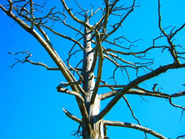 Kuru ağaç mavi gökyüzüne karşı