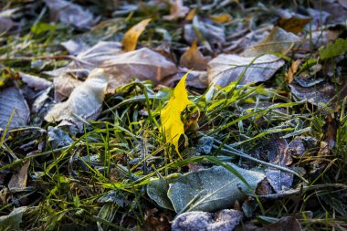 Donmuş sonbahar yaprakları ve çimenler
