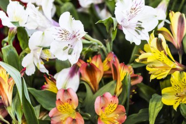 Renkli çiçek buketi, arka plan