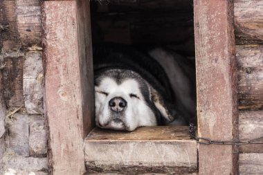 Köpek kabinde uyuyor.