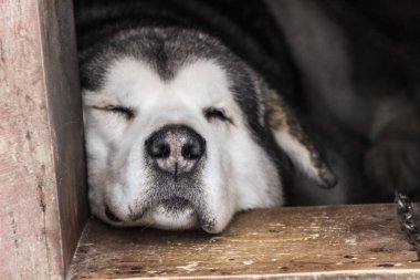 Köpek kabinde uyuyor.