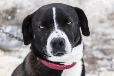 Etkileyici bir görünüme sahip bir köpek