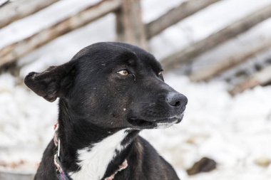 Etkileyici bir görünüme sahip bir köpek