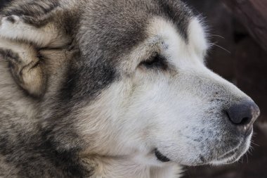 Güzel büyük yakın çekim köpek