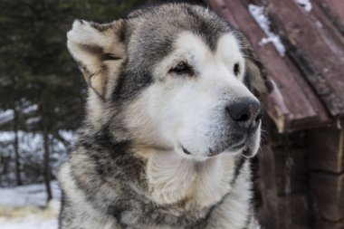 Güzel büyük yakın çekim köpek
