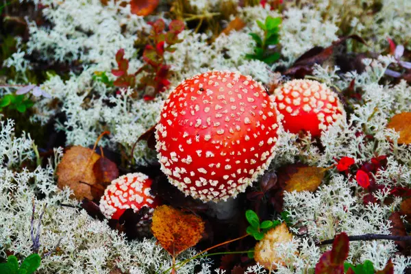 Yosun tutmuş Amanita — Stok fotoğraf