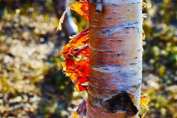 Aspen bark glows in the sun — Stock Photo, Image