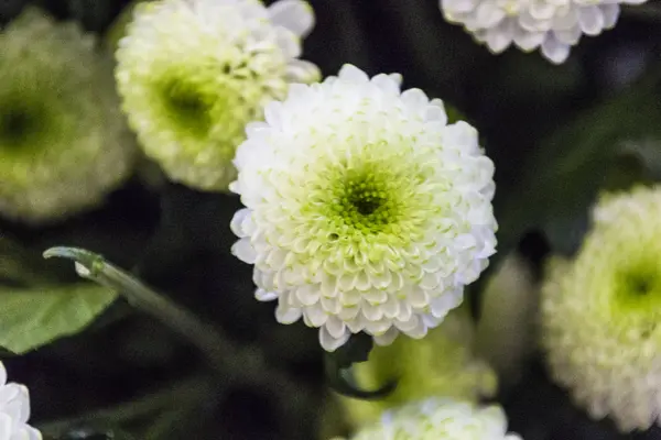 花のカラフルな花束、背景 — ストック写真