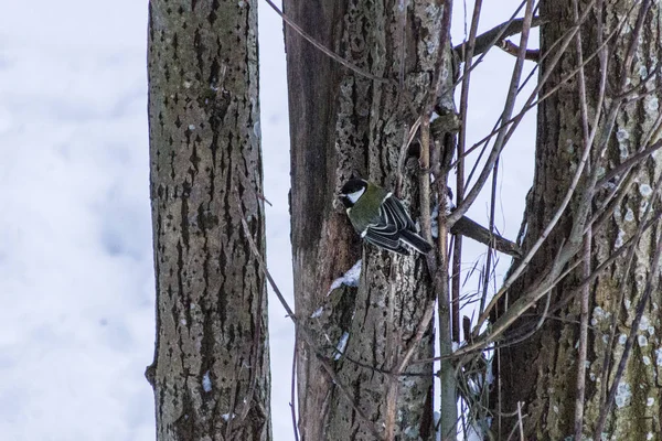 Tit na árvore na floresta de inverno — Fotografia de Stock