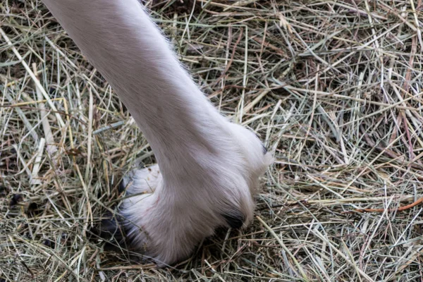 White paw of reindeer