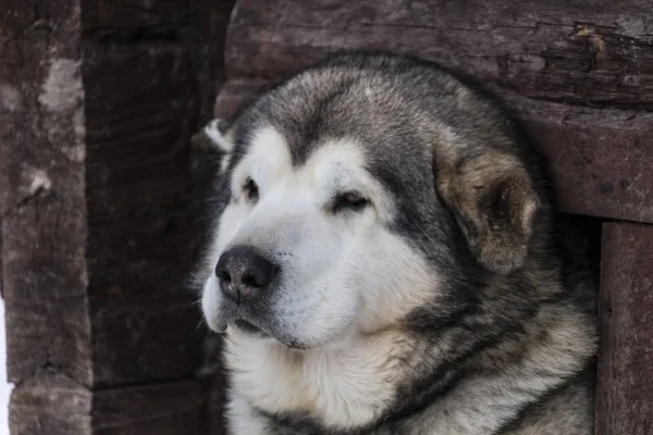 Hermoso perro de cerca grande — Foto de Stock