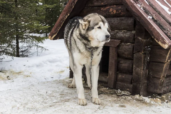 Hermoso perro de cerca grande — Foto de Stock