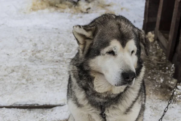 Hermoso perro de cerca grande — Foto de Stock