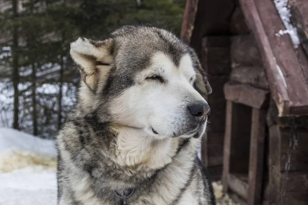 Hermoso perro de cerca grande — Foto de Stock