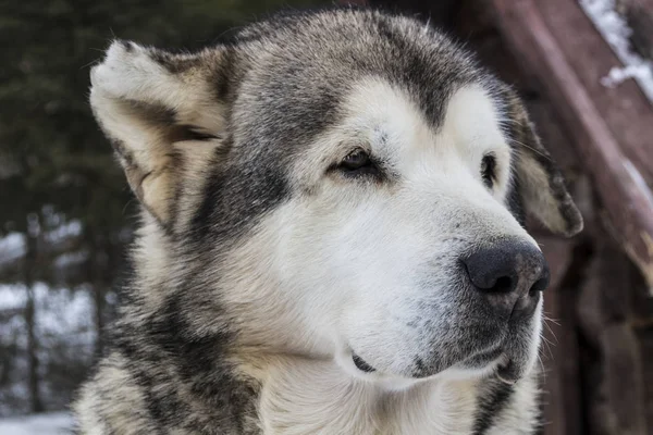 Hermoso perro de cerca grande — Foto de Stock