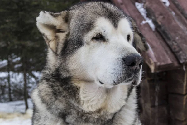 Hermoso perro de cerca grande — Foto de Stock