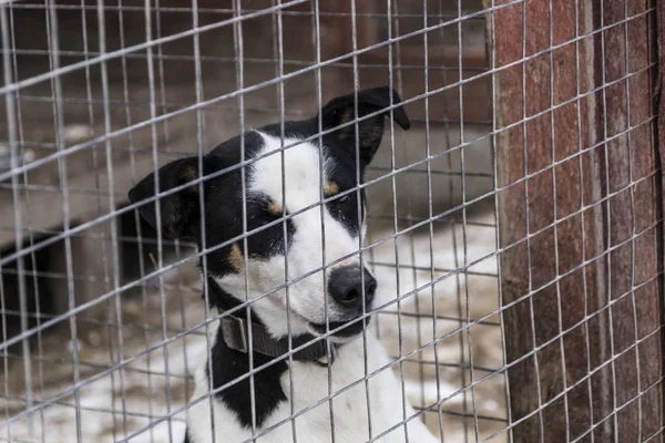 Two dogs behind the cage grille