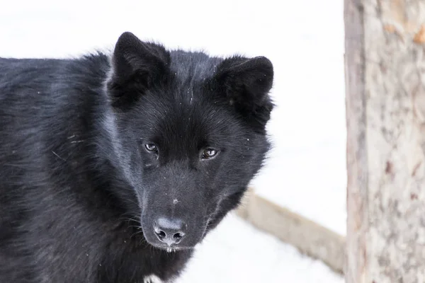 Perro de color negro — Foto de Stock