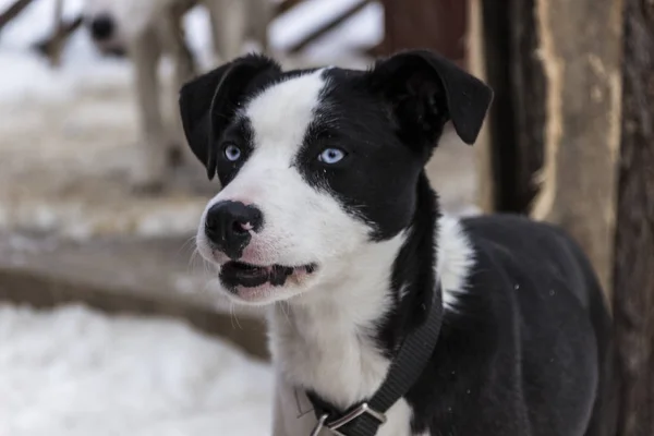 Beautiful dog with blue eyes