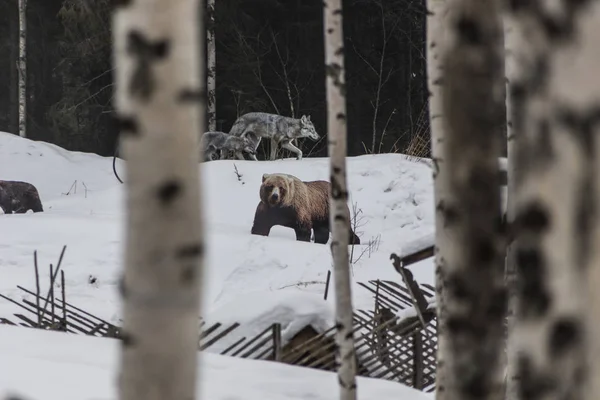 Lobo, lobo filhote e urso na floresta de inverno — Fotografia de Stock