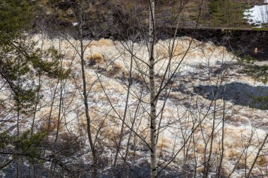 Ormanın arka planda fırtınlı dağ Nehri