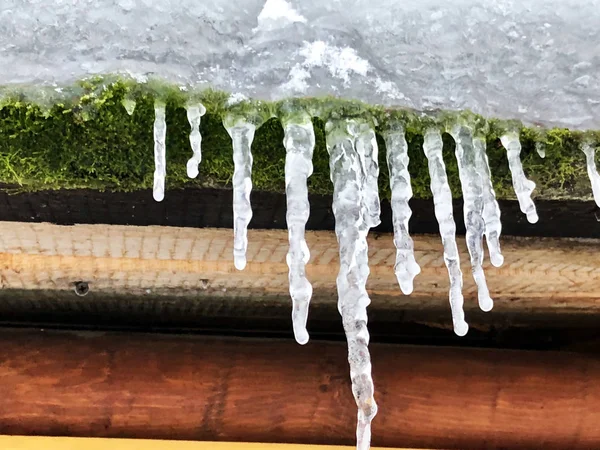 Eiszapfen hängen am grünen Moos — Stockfoto