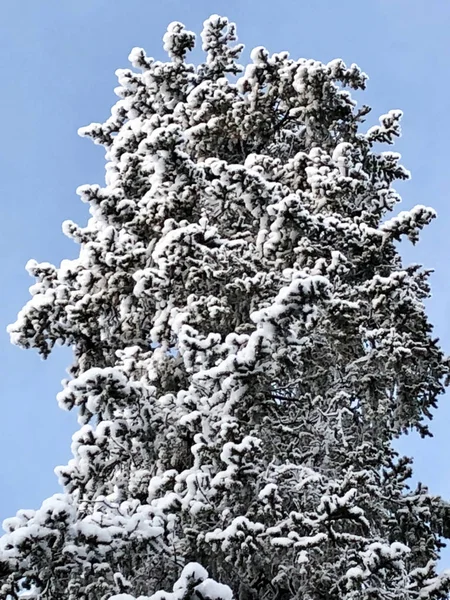雪地里松树对蓝天 — 图库照片