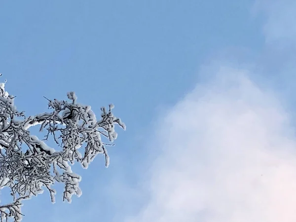 雪中树与蓝天有云 — 图库照片